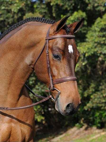 ADT Tack Tribute Bridle, with raised fancy laced reins